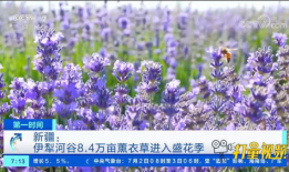 薰衣草视频,探寻紫色花海的浪漫与神秘