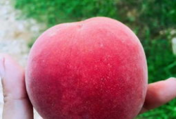 水蜜桃在线视频,甜蜜瞬间，尽享视觉盛宴